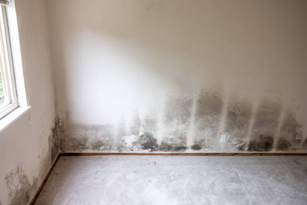 Best Forensic Mold Investigation  in Loretto, TN